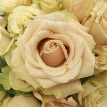 Sahara_Cream_Rose_Close350_9e7d366d.jpg